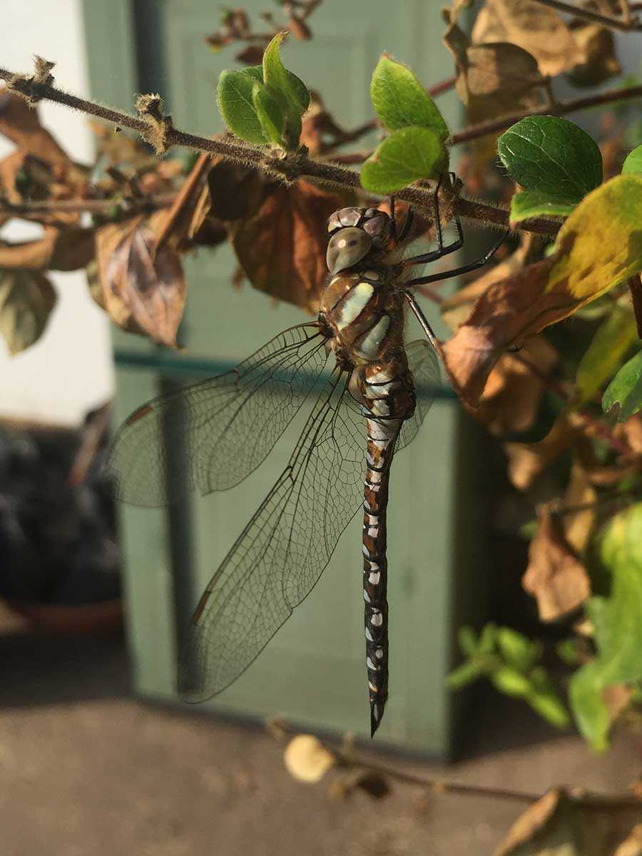 Aeshna_mixta